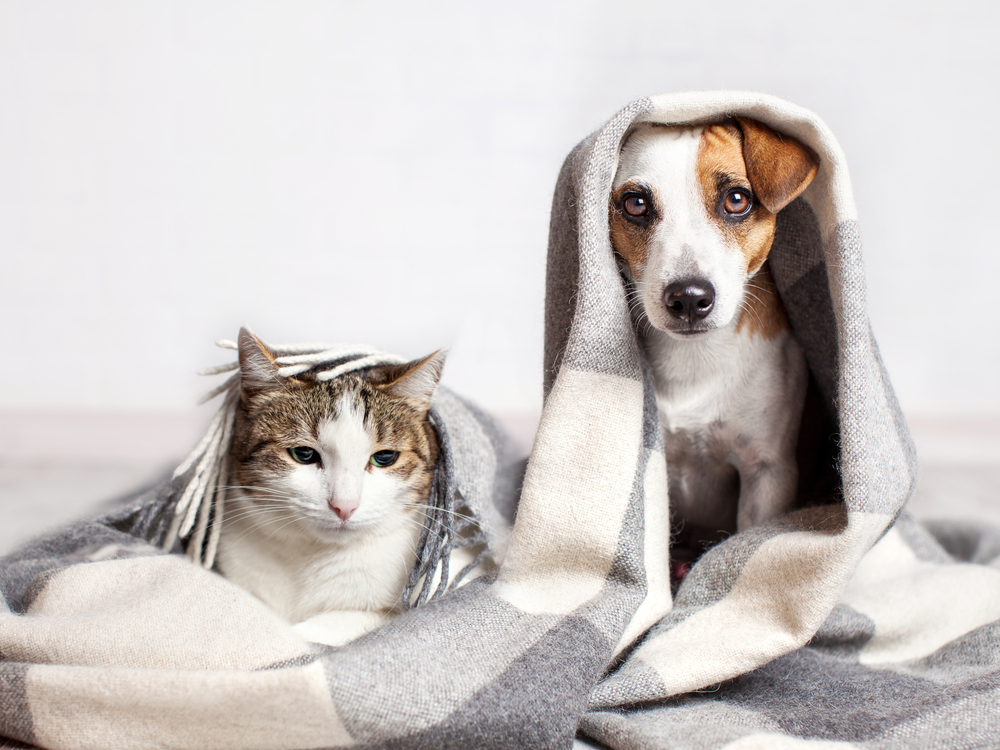 Who keeps the pet when a relationship ends?